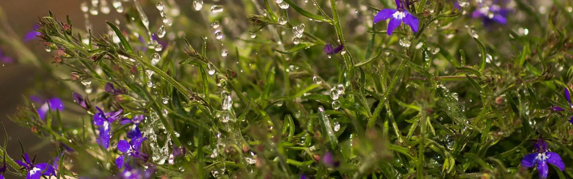 Wie Sie Ihr Wasser fr Pflanzen entkalken - Lotus Vita Wasserfilter