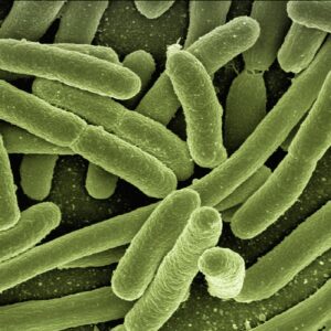 Kolorierte Mikroskopaufnahme von stäbchenförmigen Bakterien, die eine potenzielle Verunreinigung im Trinkwasser darstellen.