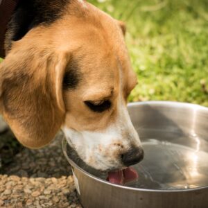 Braun-weiß-schwarzer Hund trinkt im Freien aus einem Edelstahlnapf.