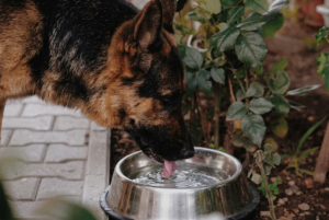 Ein Schäferhund trinkt draußen Wasser aus einem Edelstahlnapf.