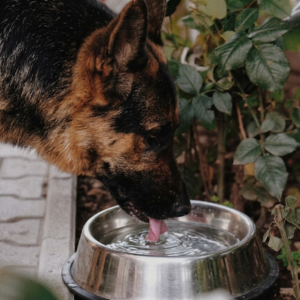 Ein Schäferhund trinkt draußen Wasser aus einem Edelstahlnapf.